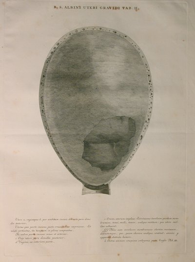 Albinus, Uterus, Pl. II, Illustration aus 